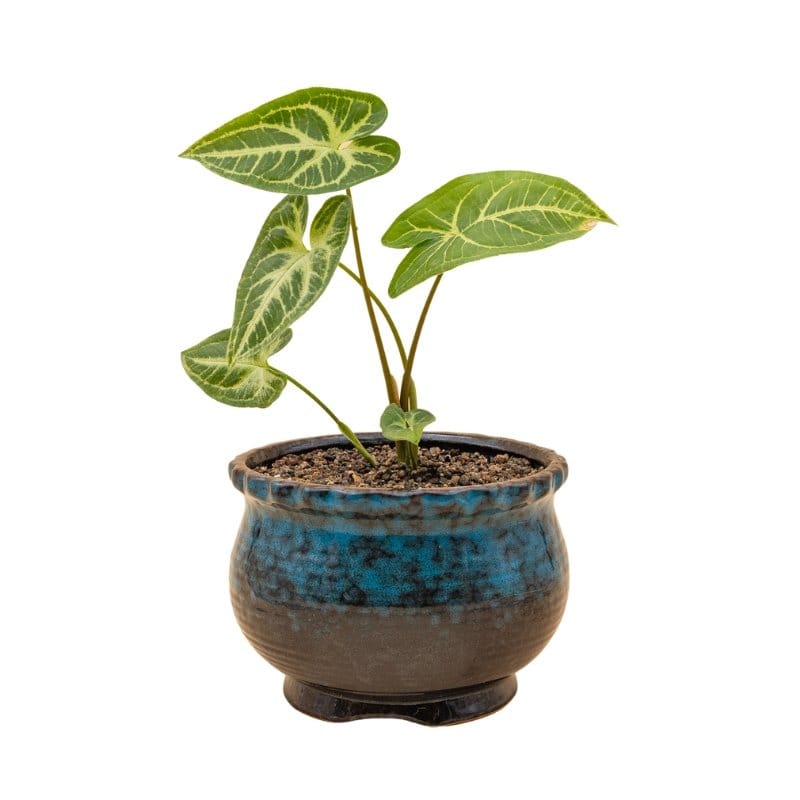 Glazed ceramic pots/planters - medium size | come with drainage hole | plant pots