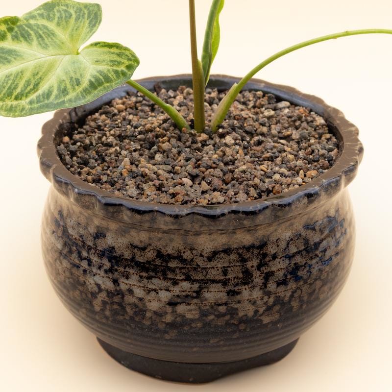 Glazed ceramic pots/planters - medium size | come with drainage hole | plant pots