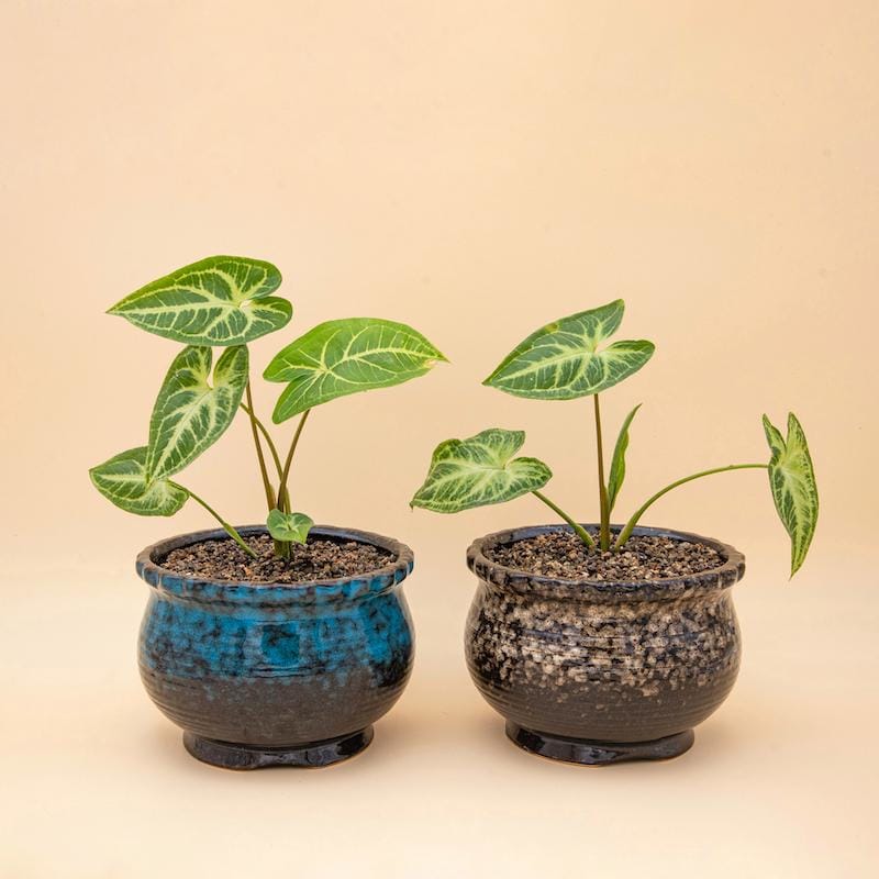 Medium Size Pots, Indoor Pots Nz