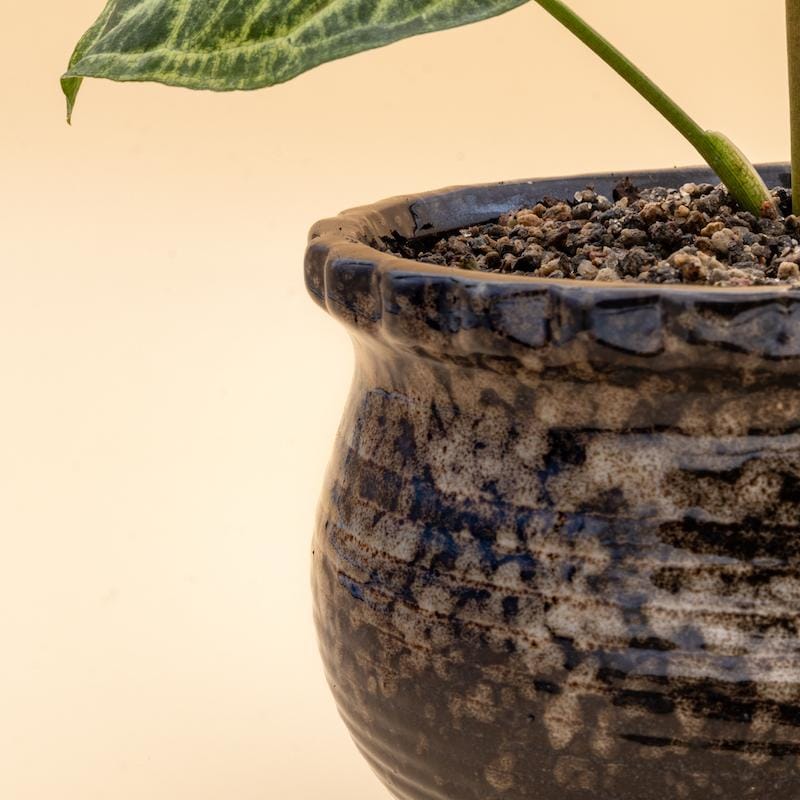 Glazed ceramic pots/planters - medium size | come with drainage hole | plant pots