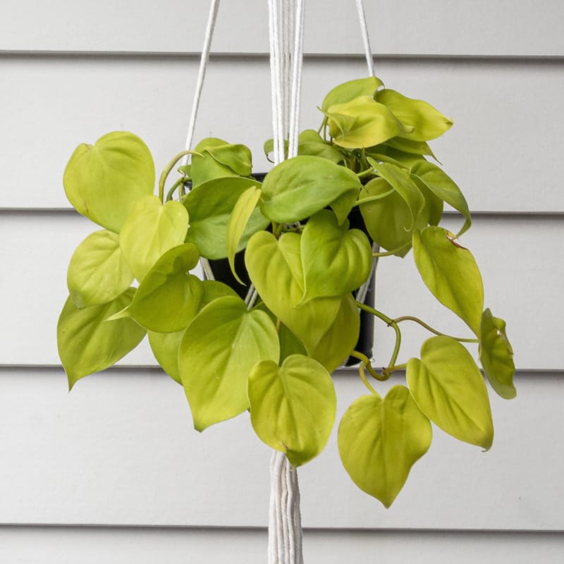 Macrame plant hanger - a | plant pots