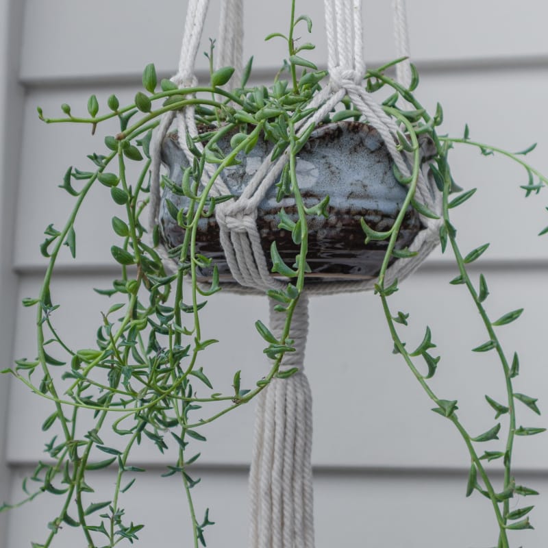 Macrame plant hanger - b | plant pots