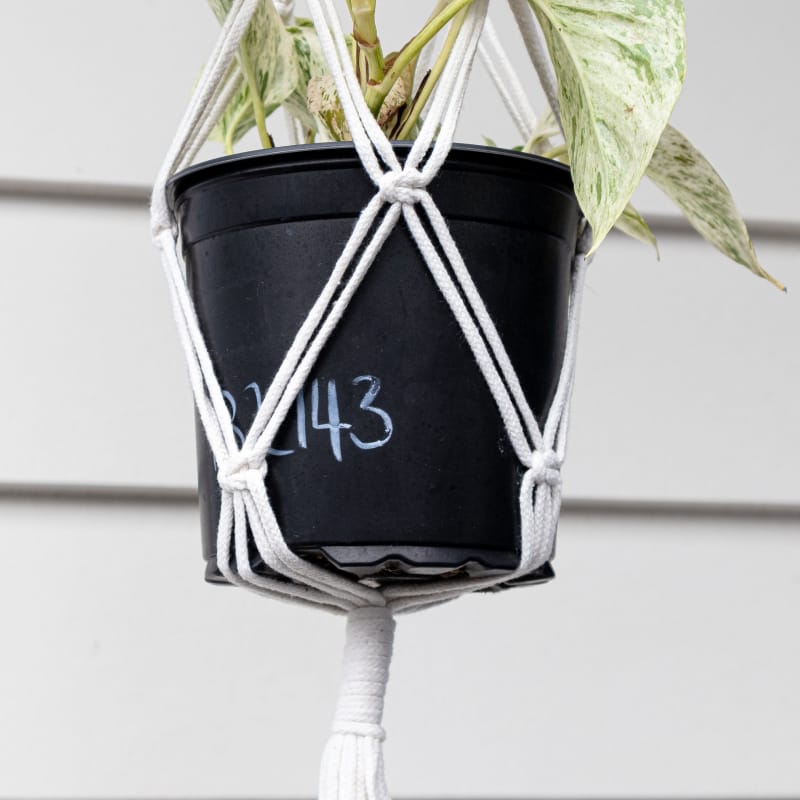Macrame plant hanger - c | plant pots