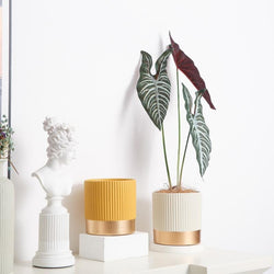 Round stripe golden concrete pots/planter | plant pots